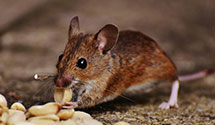 24 Hour & Emergency Exterminators in Capron, VA